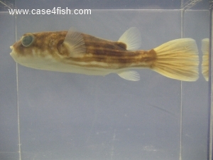 Foto Galerie/Tetraodontiformes/Tetraodon lineatus/Tetraodon lineatus_02_S.jpg